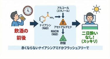 【二日酔いにならない!?】アルコールの代謝に必要なナイアシンを紹介！